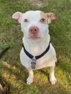 adoptable Dog in  named Bailey Cobb