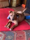 adoptable Dog in roswell, GA named Blaise Benson