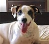 adoptable Dog in roswell, GA named Tate