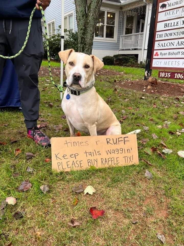 adoptable Dog in Roswell, GA named Colbert 2022