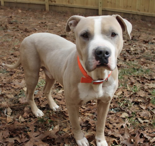 MIKEY MIKO - Boxer / Pit Bull Terrier available for adoption