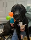 adoptable Dog in roswell, GA named Lemmy