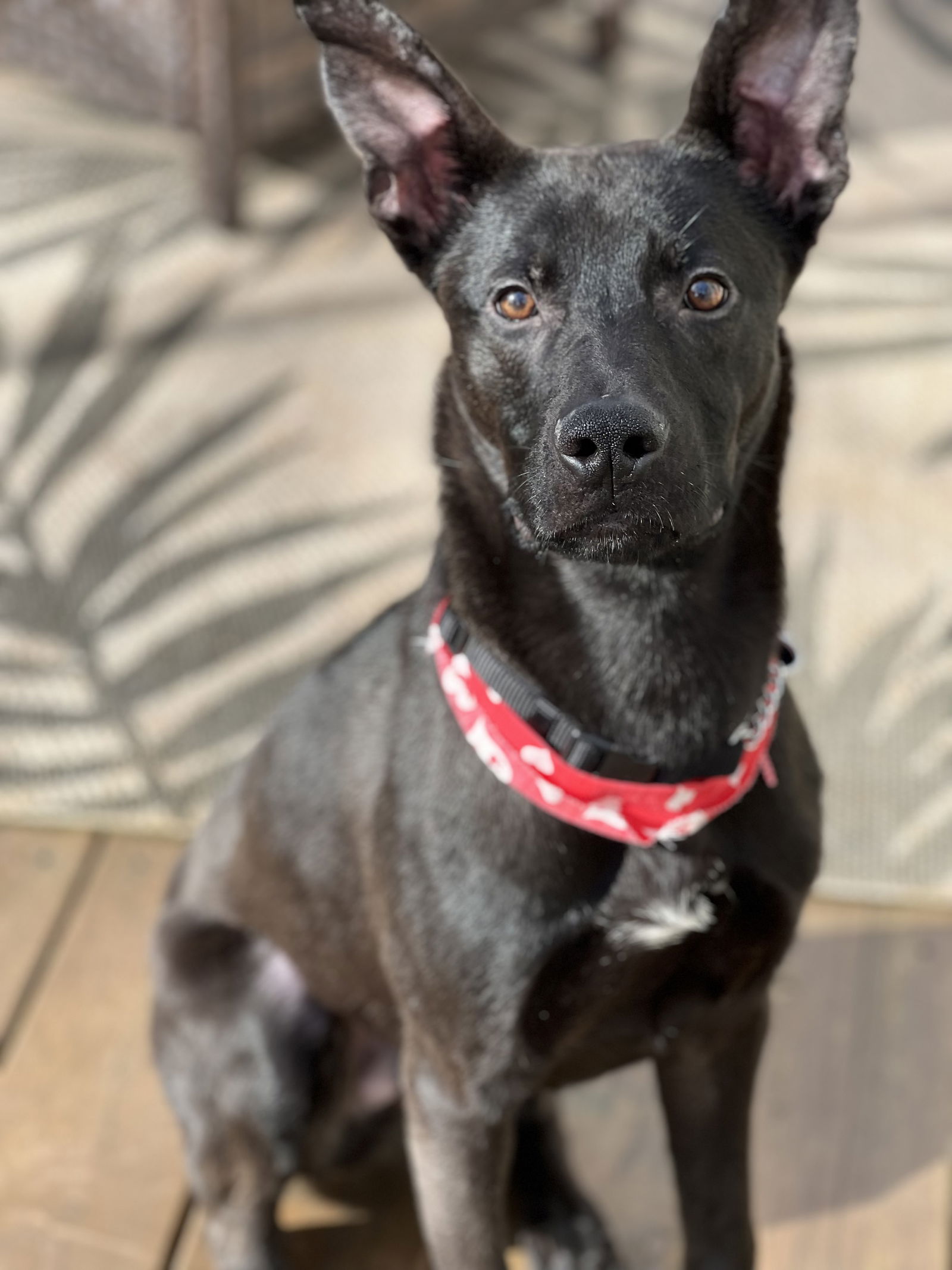 adoptable Dog in Roswell, GA named Rico