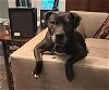 adoptable Dog in roswell, GA named Drako