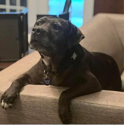 Drako