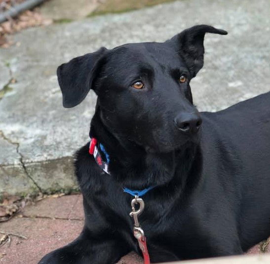adoptable Dog in Roswell, GA named Mac Davis