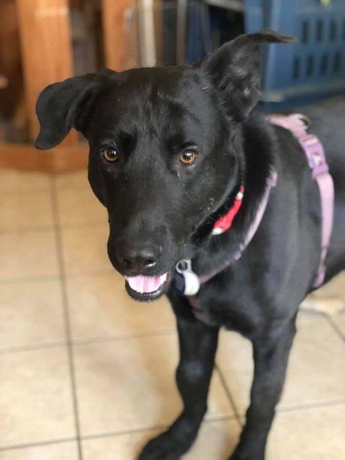MAC DAVIS - Labrador Retriever available for adoption