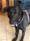 adoptable Dog in roswell, GA named Mac Davis