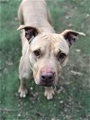 adoptable Dog in roswell, GA named Shelby Polly