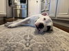 adoptable Dog in  named Mila Luna