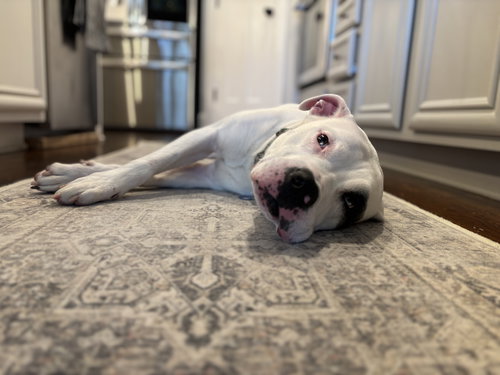 MILA LUNA - American Bulldog available for adoption