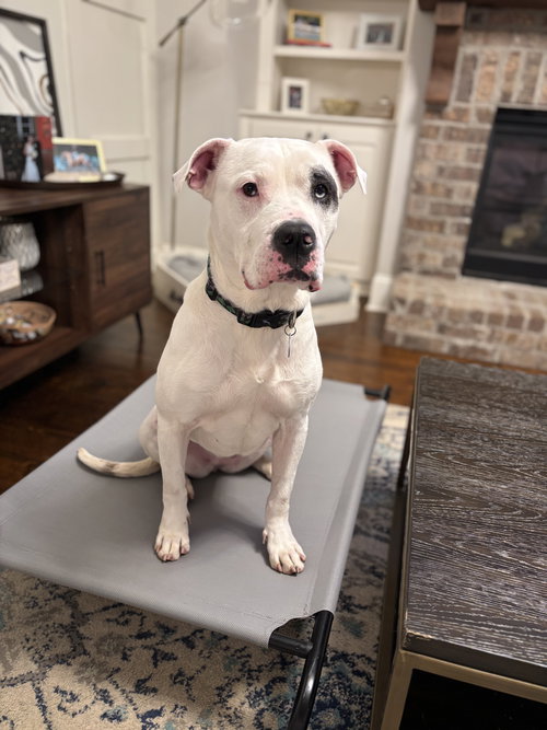 MILA LUNA - American Bulldog available for adoption