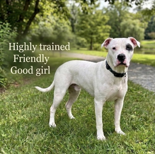 Mila Luna, an adoptable American Bulldog in Roswell, GA