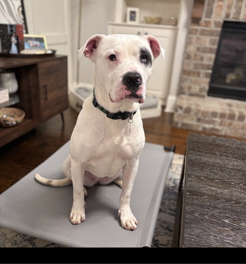 MILA LUNA - American Bulldog available for adoption