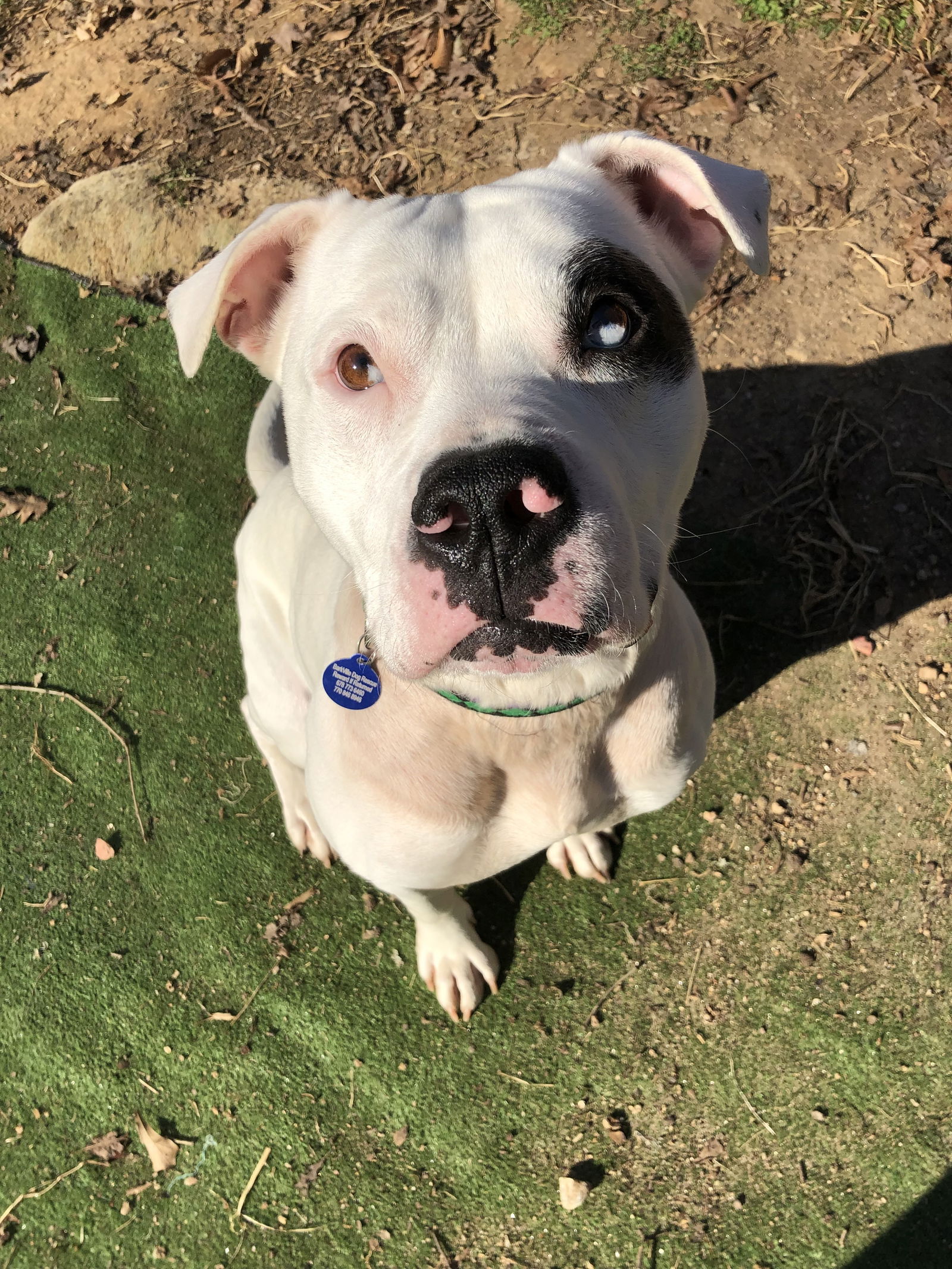 adoptable Dog in Roswell, GA named Mila Luna