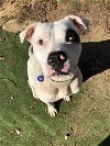 adoptable Dog in roswell, GA named Mila Luna