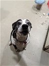 adoptable Dog in roswell, GA named Maggie Jane