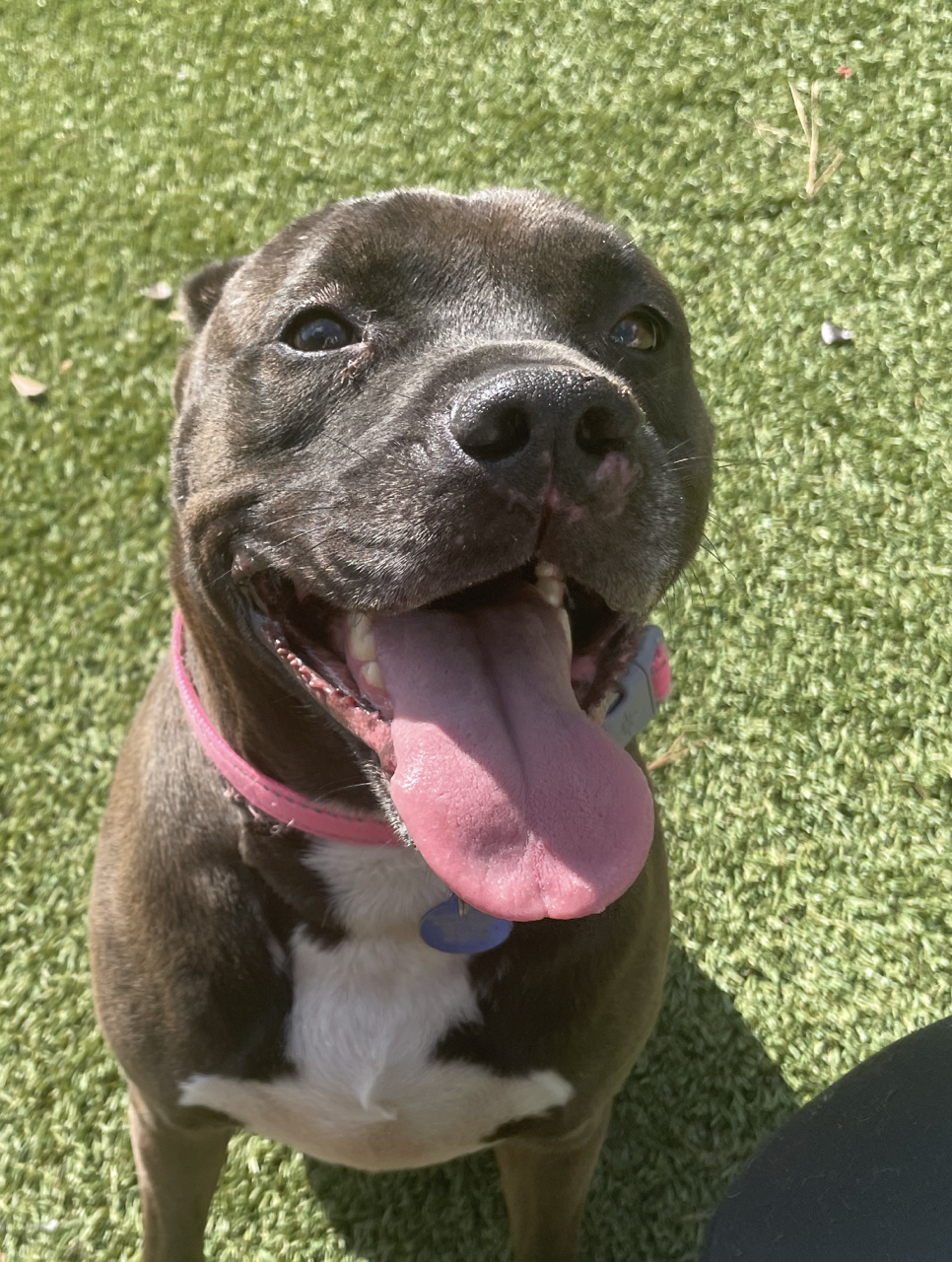 adoptable Dog in Roswell, GA named Dayton