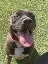 adoptable Dog in  named Dayton