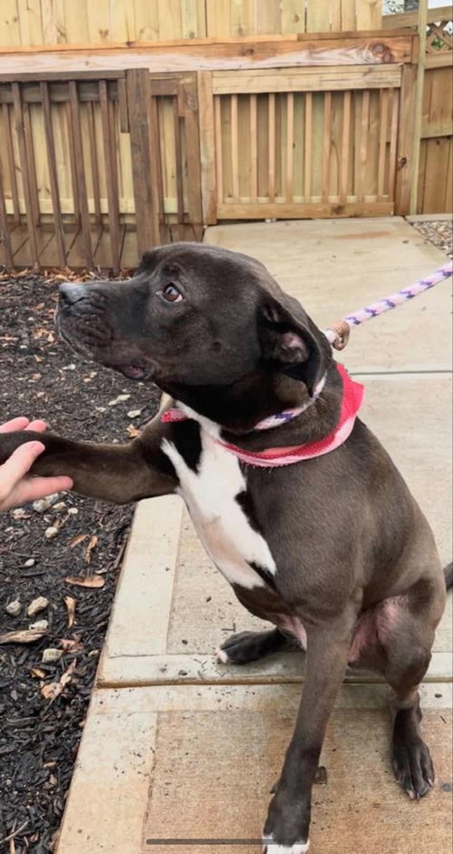 DAYTON - Labrador Retriever available for adoption