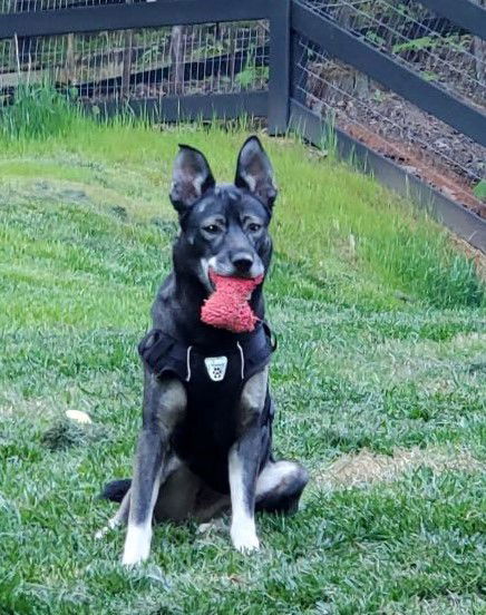 adoptable Dog in Roswell, GA named Koa
