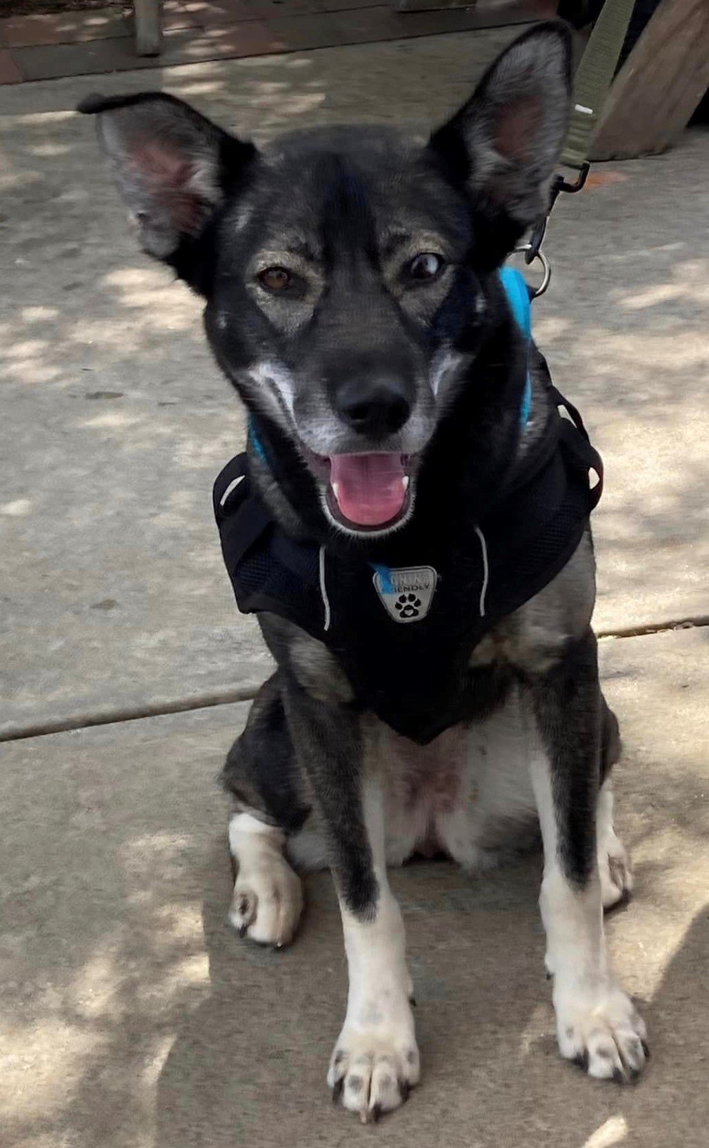 adoptable Dog in Roswell, GA named Koa