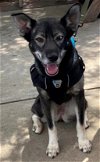 adoptable Dog in roswell, GA named Koa