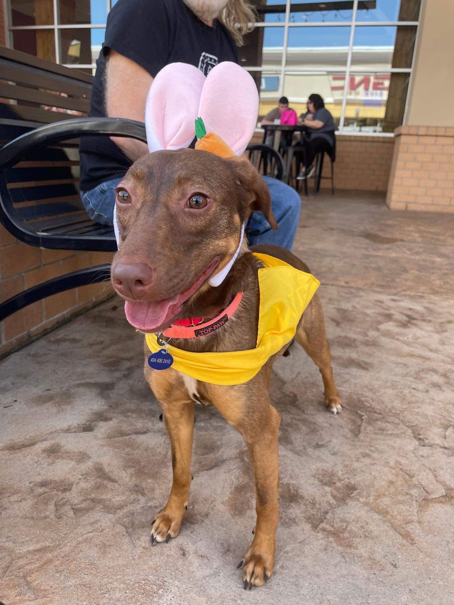 adoptable Dog in Roswell, GA named Mardi