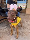 adoptable Dog in roswell, GA named Mardi