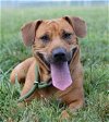 adoptable Dog in roswell, GA named Joy May