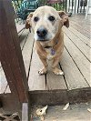 adoptable Dog in roswell, GA named Marley Girl
