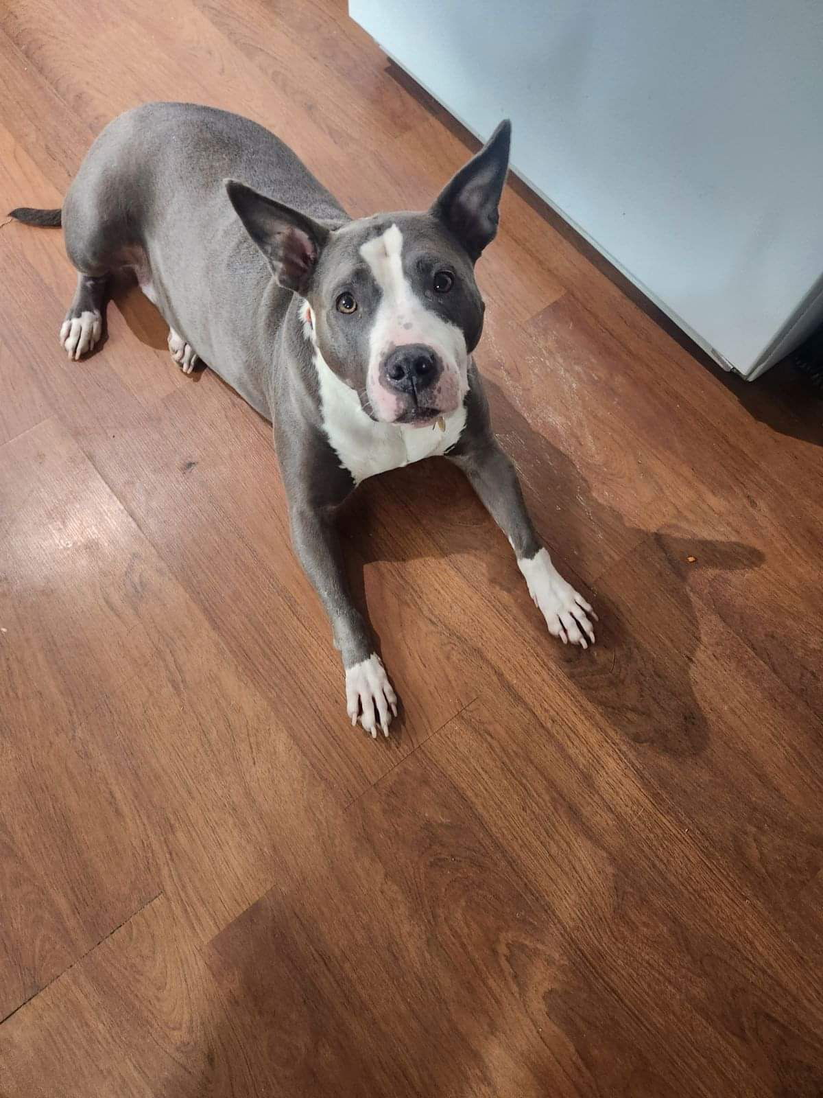 adoptable Dog in Roswell, GA named Zuri BP