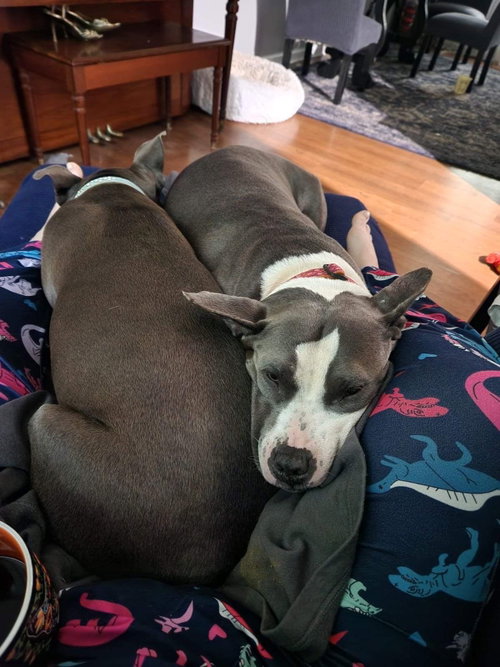 Zuri BP, photo 3
