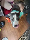 adoptable Dog in roswell, GA named Zuri BP