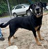 adoptable Dog in roswell, ga, GA named Cora