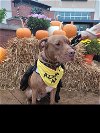 adoptable Dog in roswell, ga, GA named Cohen