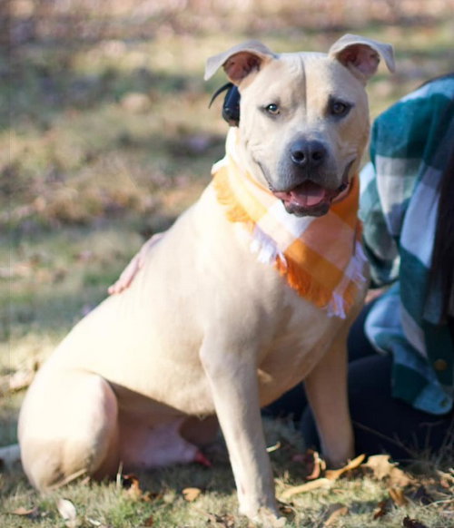 HARLOW COBB - Pit Bull Terrier available for adoption