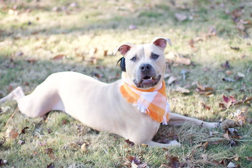 HARLOW COBB - Pit Bull Terrier available for adoption
