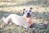 adoptable Dog in roswell, GA named Harlow Cobb