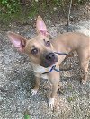 adoptable Dog in roswell, GA named Rosie Walton