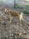 adoptable Dog in roswell, GA named Raleigh Walton