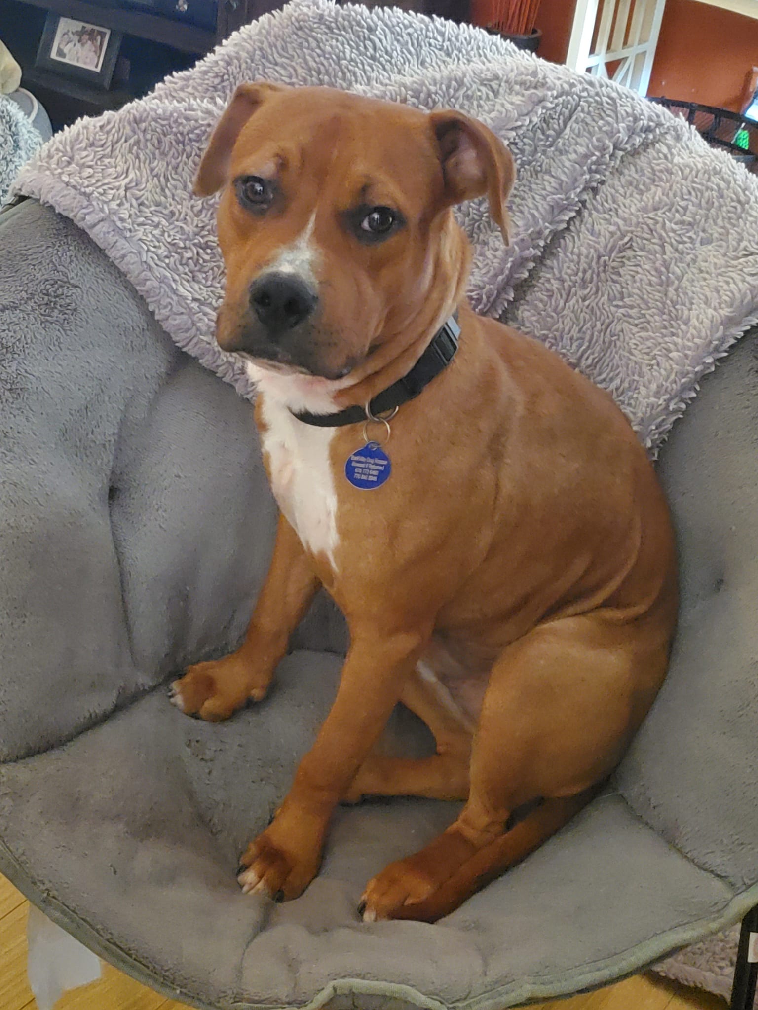 adoptable Dog in Roswell, GA named Tiggs