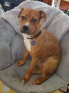 adoptable Dog in  named Tiggs