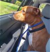 adoptable Dog in roswell, GA named Tiggs