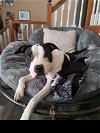 adoptable Dog in roswell, GA named Dodger Walton