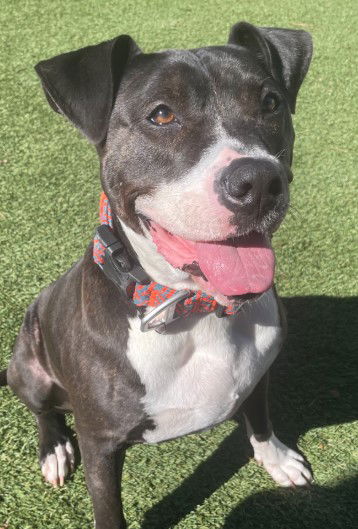 adoptable Dog in Roswell, GA named Velvet