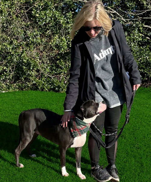 VELVET - Pit Bull Terrier available for adoption