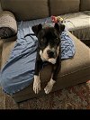 adoptable Dog in roswell, GA named Velvet
