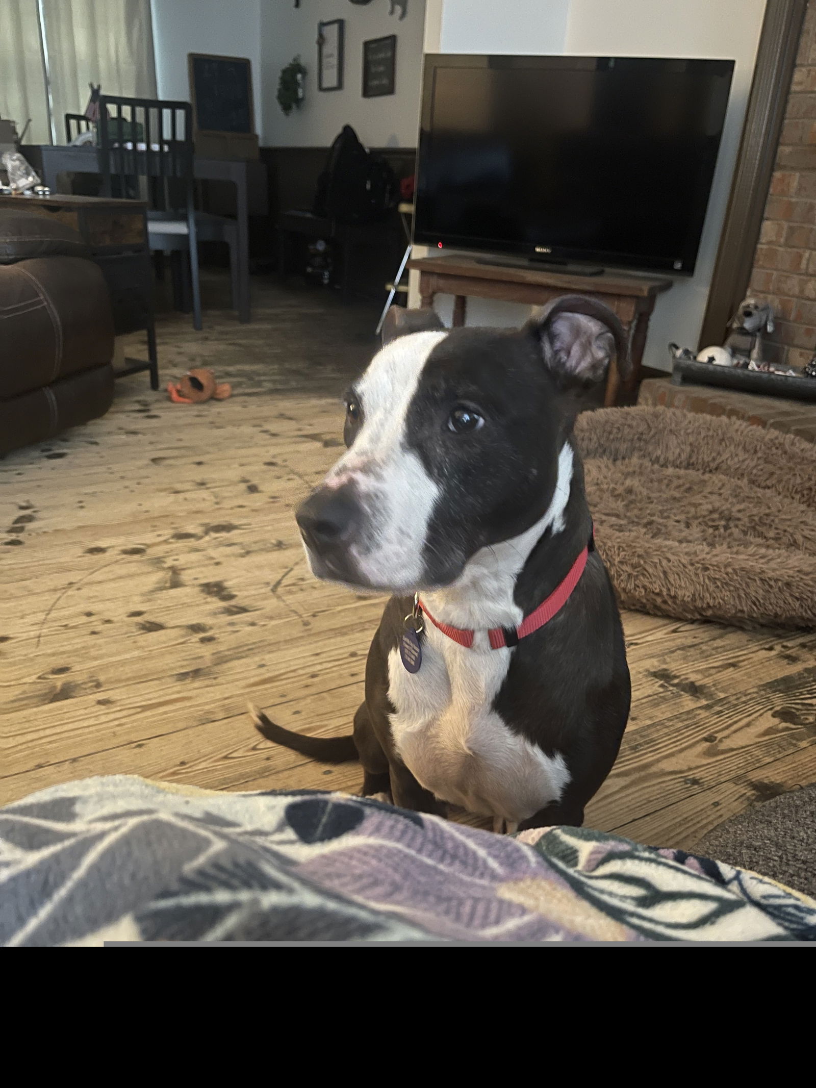 adoptable Dog in Roswell, GA named Priscilla D