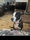 adoptable Dog in  named Priscilla D